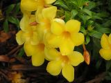 沖縄タコライス（沖縄料理）サイトの食卓の花